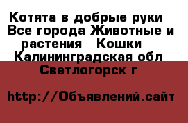 Котята в добрые руки - Все города Животные и растения » Кошки   . Калининградская обл.,Светлогорск г.